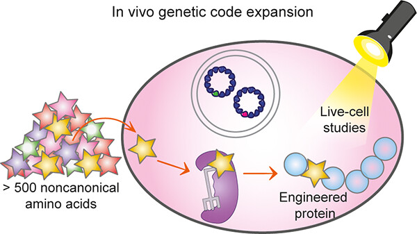 A new SFB1551 paper is out! Congrats to Lemke Lab