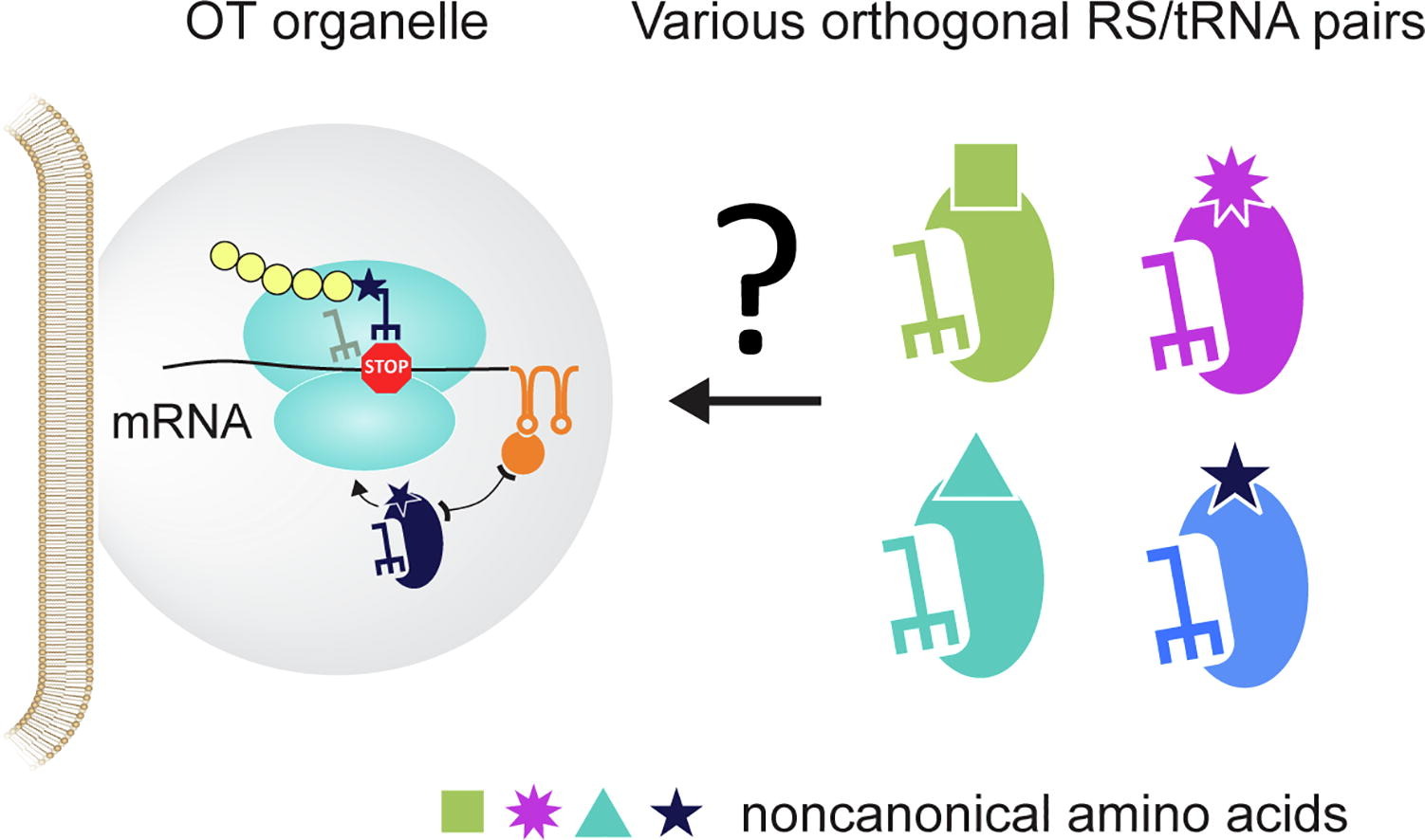 A new SFB1551 paper is out! Congrats to Lemke Lab