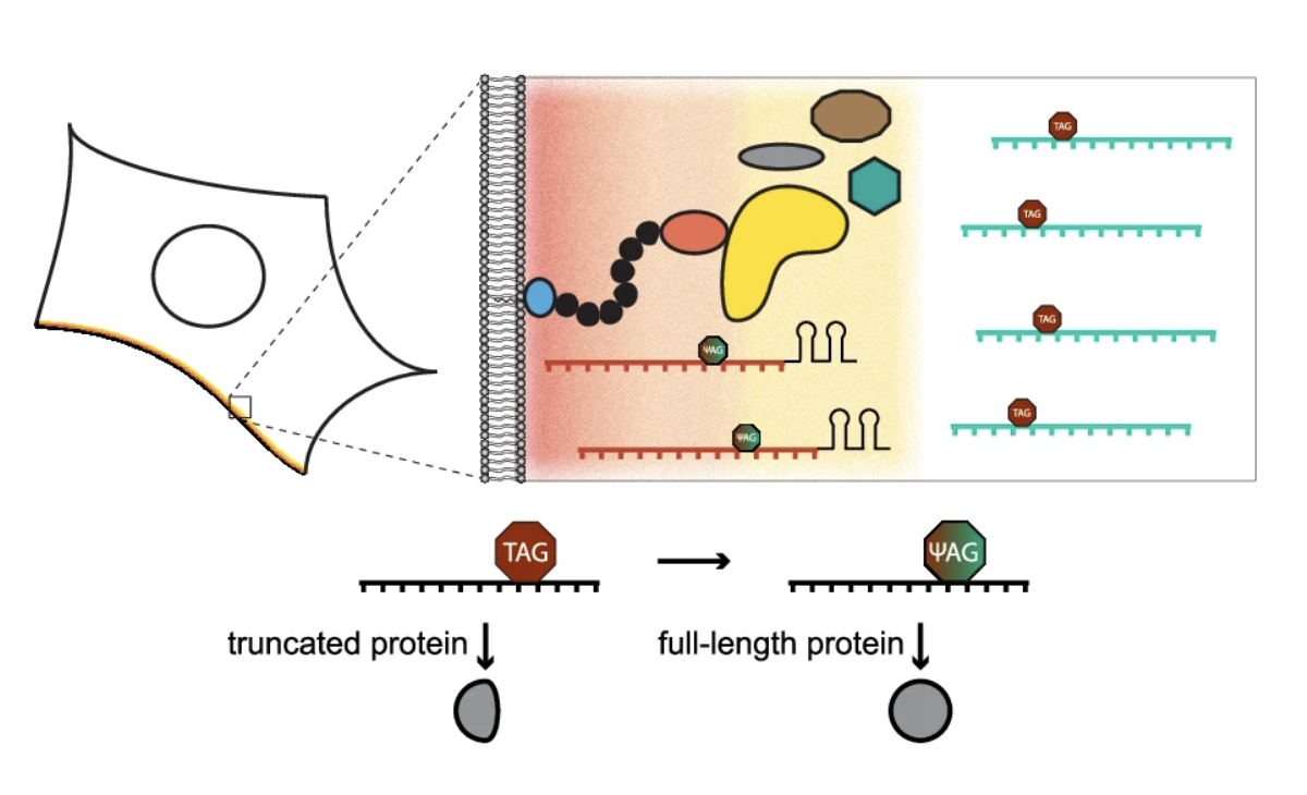 A new SFB1551 paper is out! Congrats to the Lemke & Gerber Labs