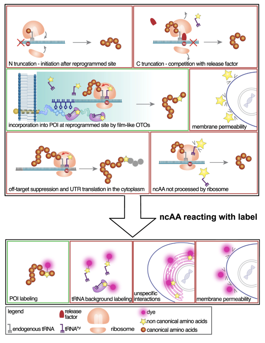 A new SFB1551 paper is out! Congrats to the Lemke Lab